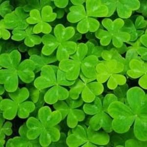 Meet your Posher, Jake